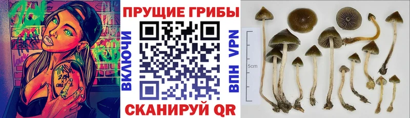 магазин наркотиков Артёмовский darknet формула Псилоцибиновые грибы Psilocybine cubensis